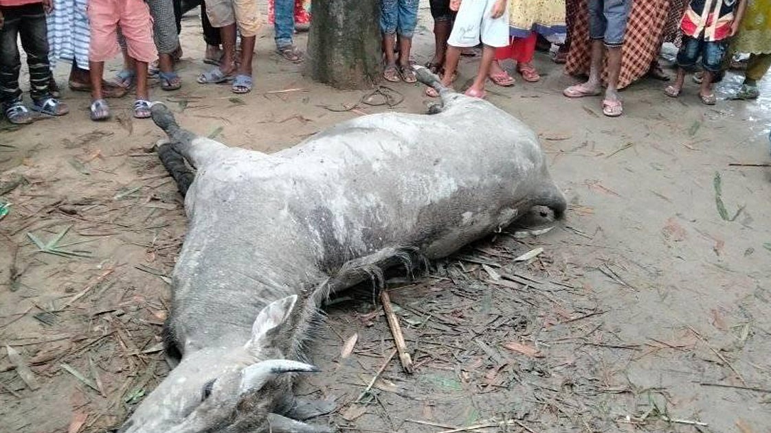 ছবি সংগৃহীত