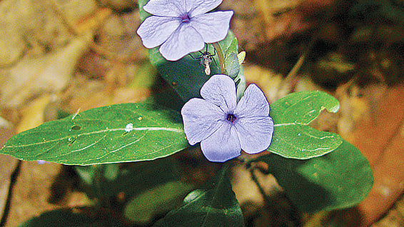 ছবি: লেখক