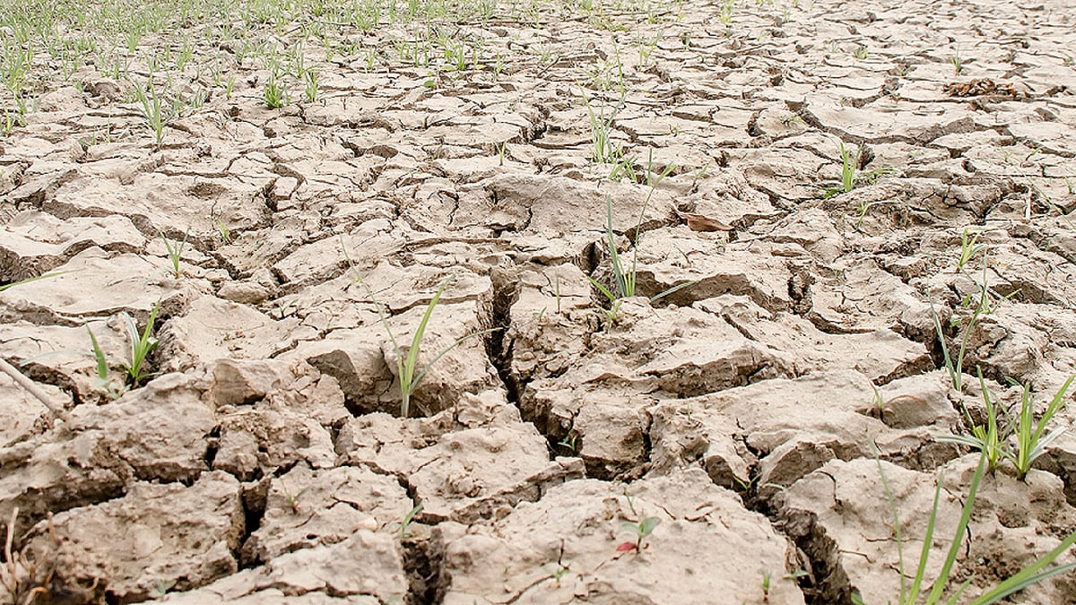 ফাইল ছবি: প্রথম আলো
