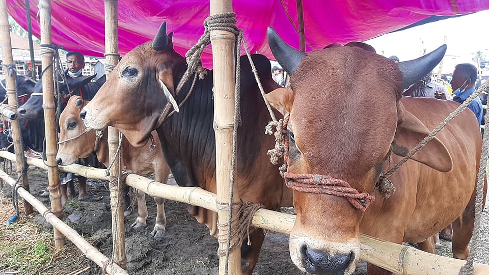 ফাইল ছবি: প্রথম আলো