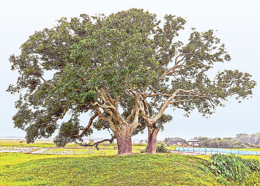  প্রথম আলো