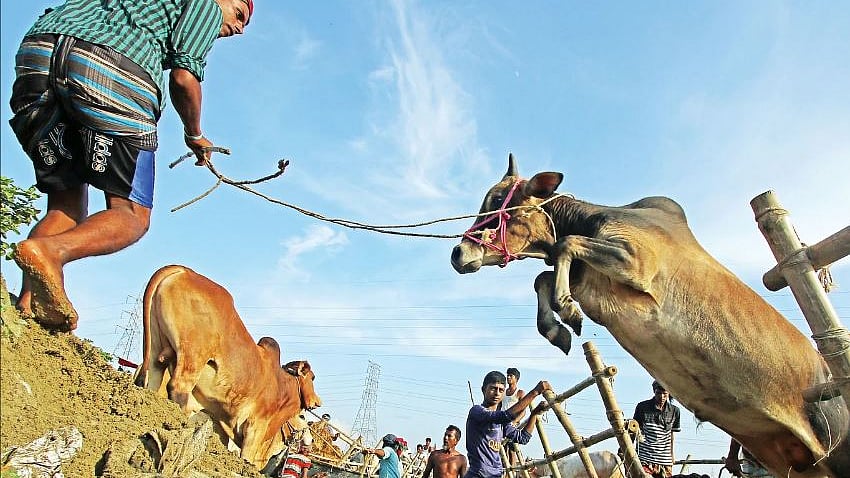 অনেকে কিস্তির ঋণ নিয়ে লাভের আশায় গরু পেলেছেন