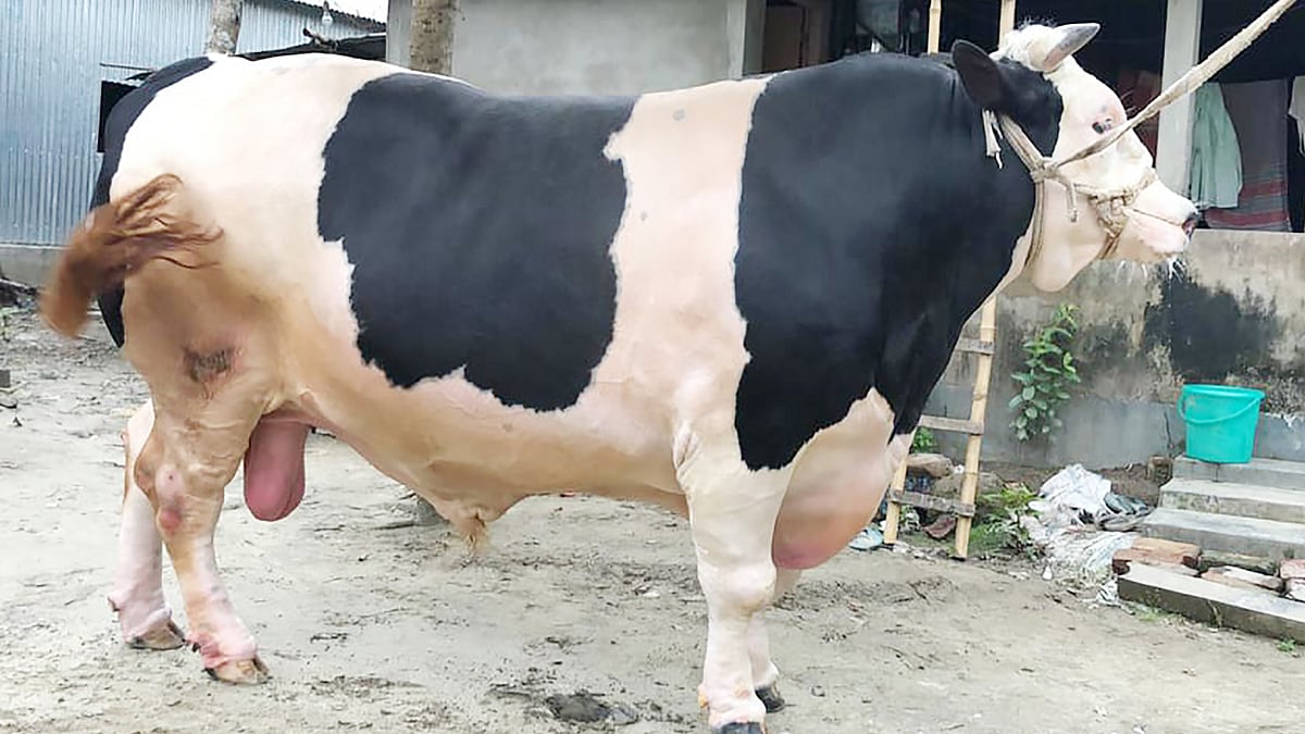 ছবি: প্রথম আলো