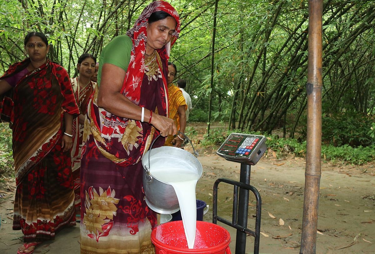 দুধের গ্রামে প্রতি লিটার দুধ বিক্রি হয় ৩৫ থেকে ৩৮ টাকায়।