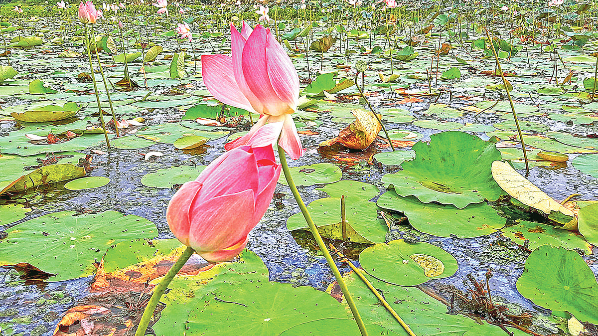  ছবি: প্রথম আলো