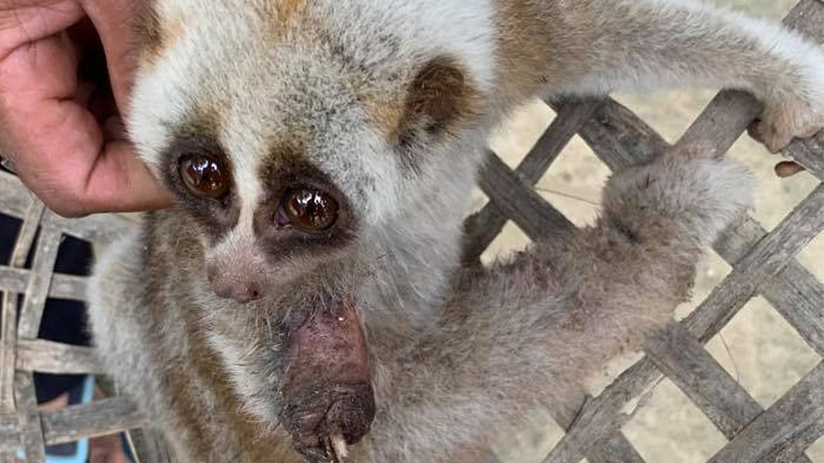 প্রথম আলো