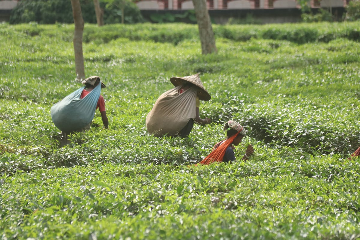 প্রথম আলো ফাইল ছবি