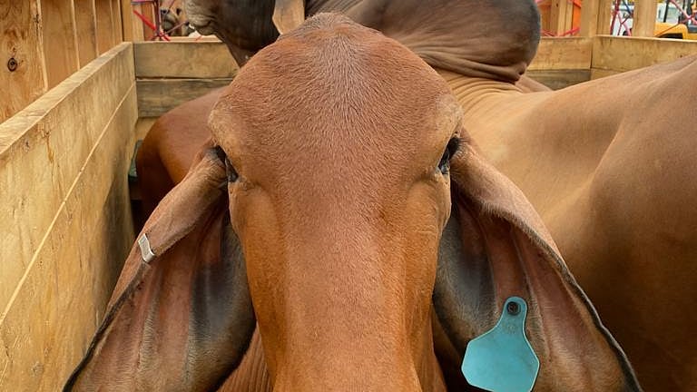 ব্রাহামা জাতের গরু। ফাইল ছবি