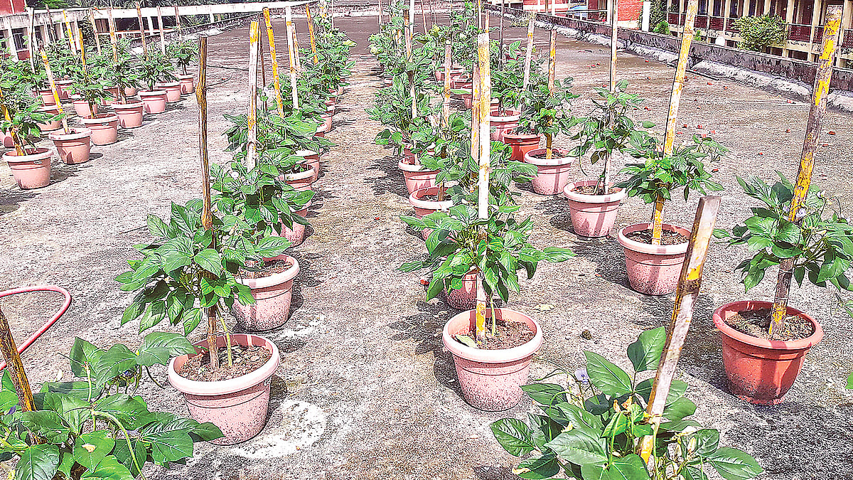  ছবি: প্রথম আলো
