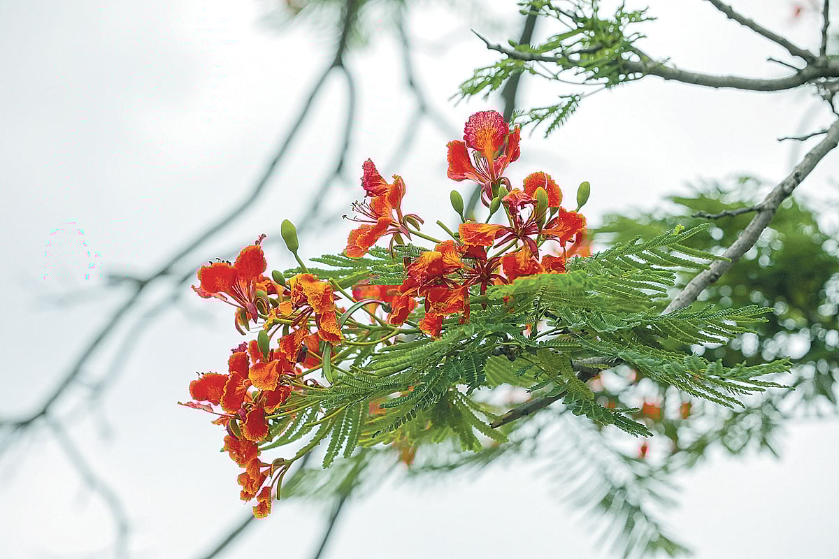 ছবি: দীপু মালাকার