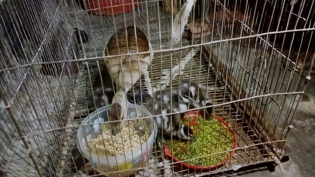 ছবি: প্রথম আলো