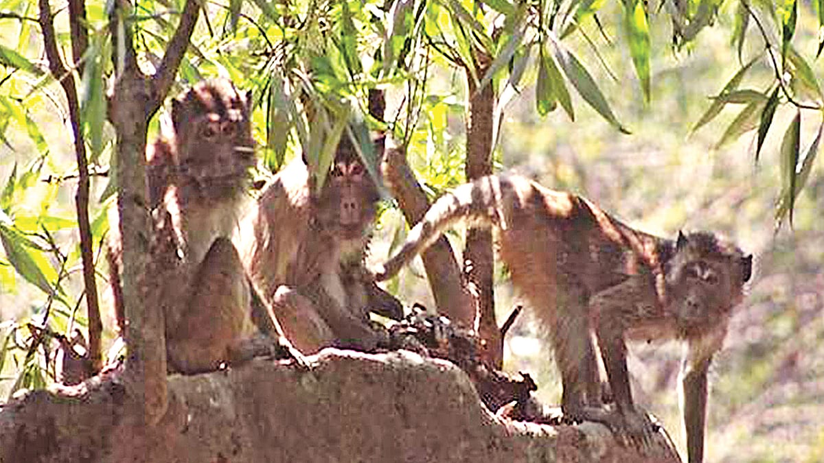  ছবি: তারিক কবির
