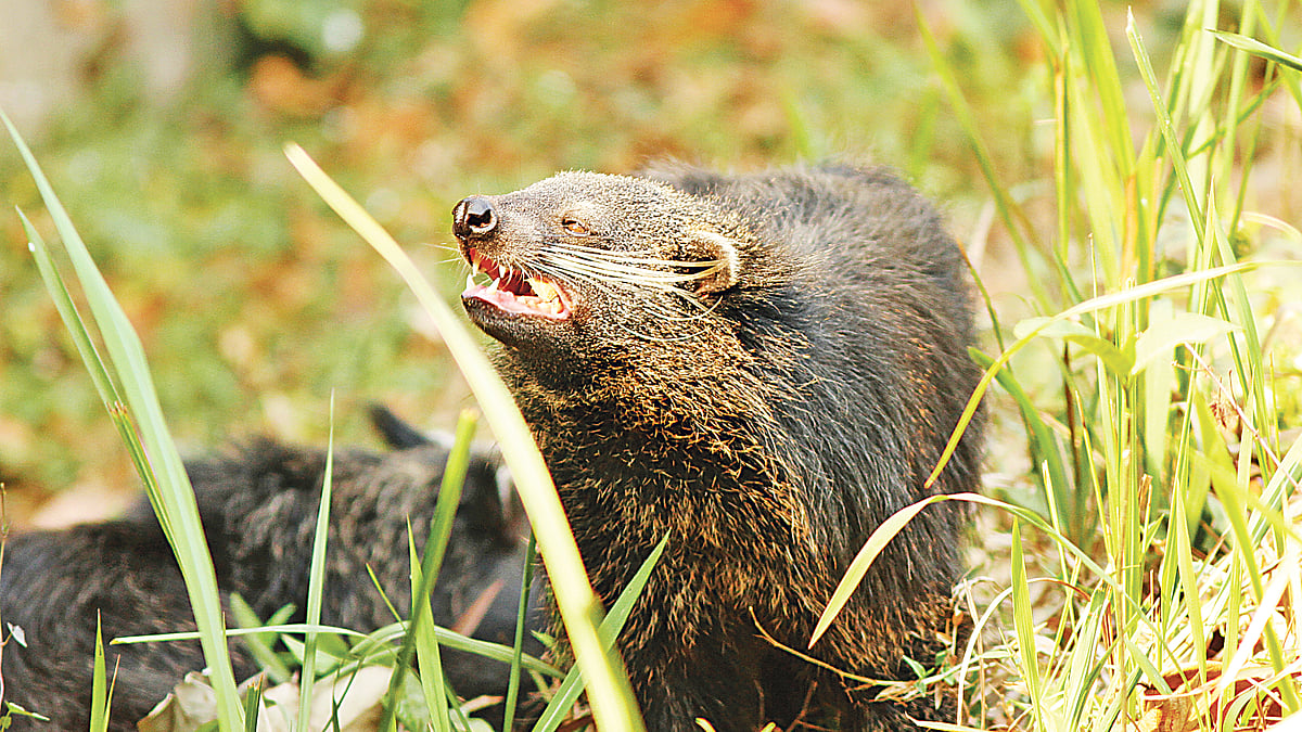 ছবি: লেখক