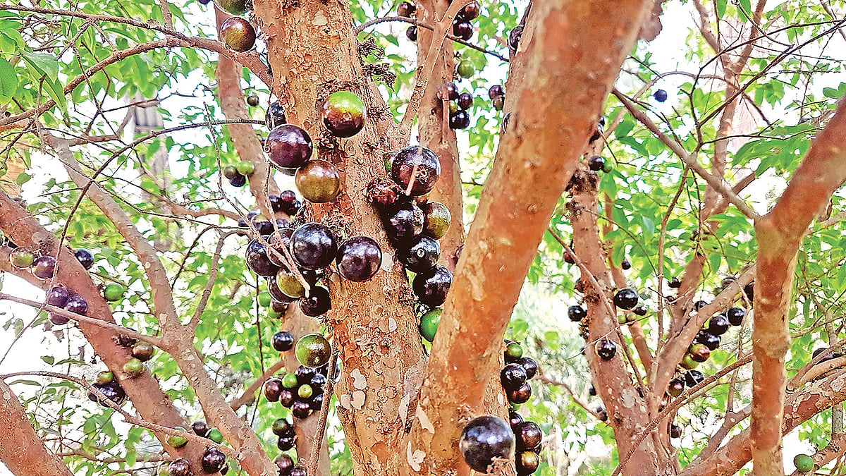 ছবি : লেখক