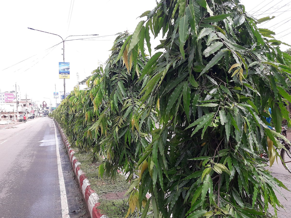 ছবি: প্রথম আলো 