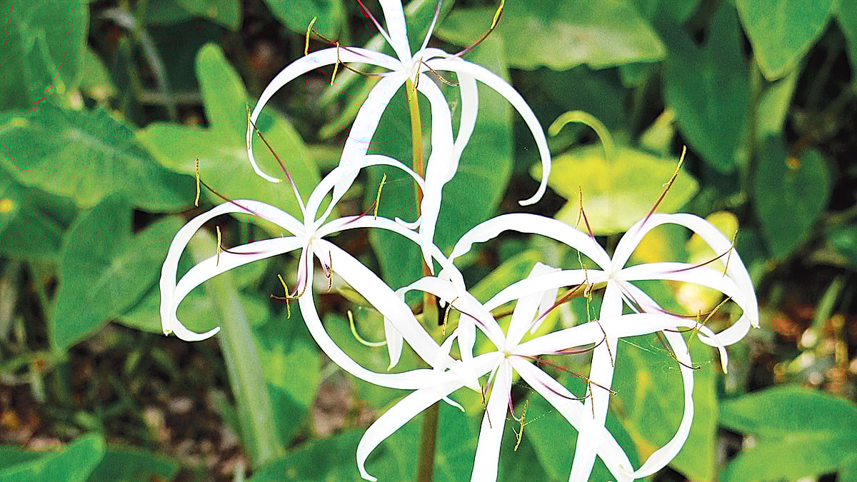  ছবি: লেখক