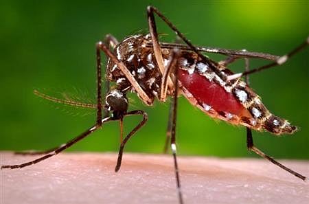 ডেঙ্গু রুখতে কোটি কোটি মশা ছাড়ছে ব্রাজিল, কেন