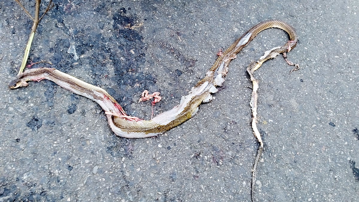 প্রথম আলো