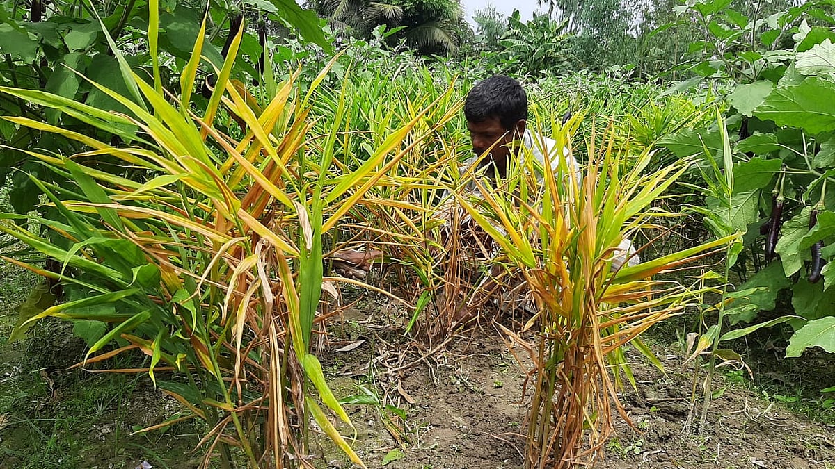 ছবি: প্রথম আলো