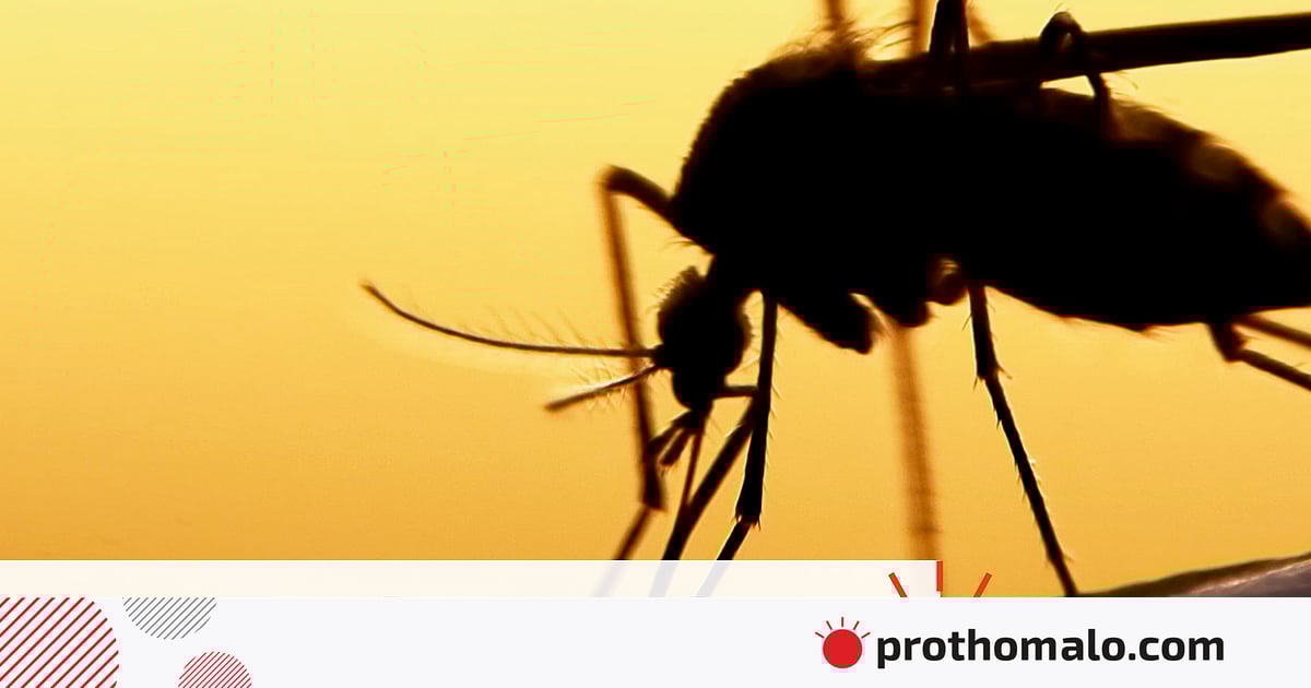 ডেঙ্গুতে আরও ৫ জনের মৃত্যু, সবাই ঢাকার ডেঙ্গুতে আরও ৫ জনের মৃত্যু, সবাই ঢাকার
