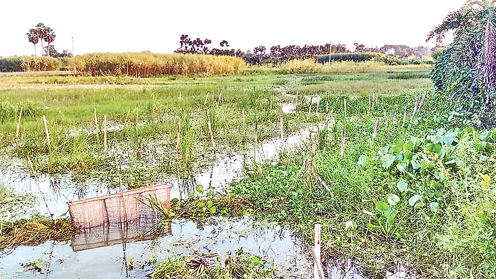 ছবি: প্রথম আলো
