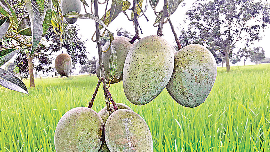ছবি: প্রথম আলো