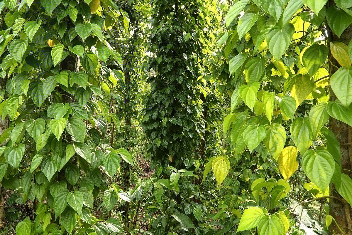 পানপাতায় ঢেকে গেছে সুপারিগাছ 