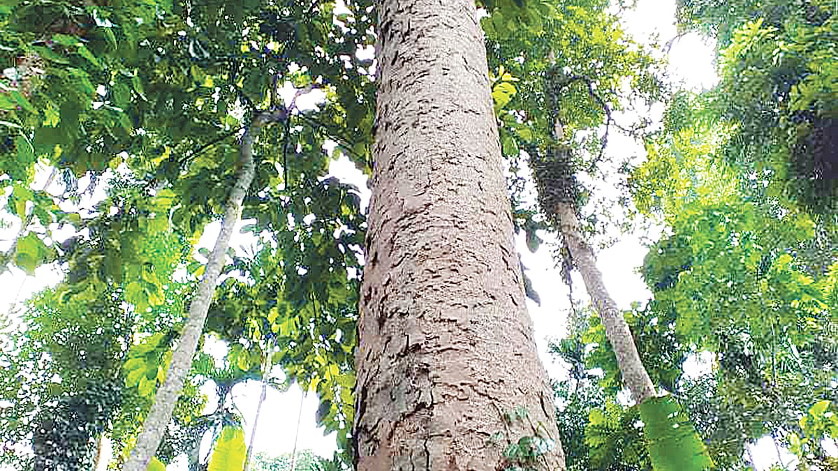 ছবি: প্রথম আলো