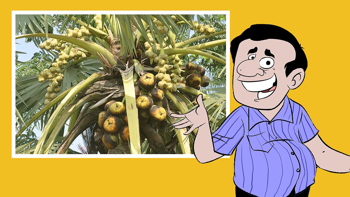 কোলাজ: একটু থামুন