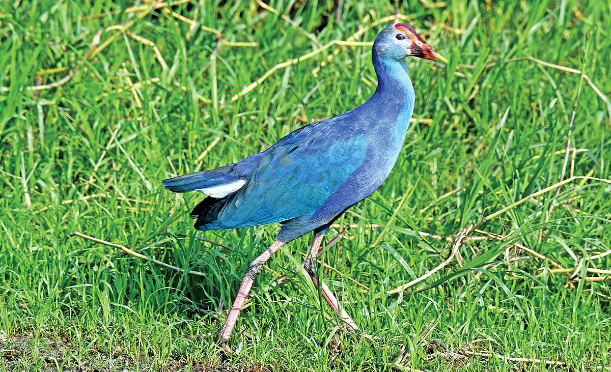 ছবি: লেখক 