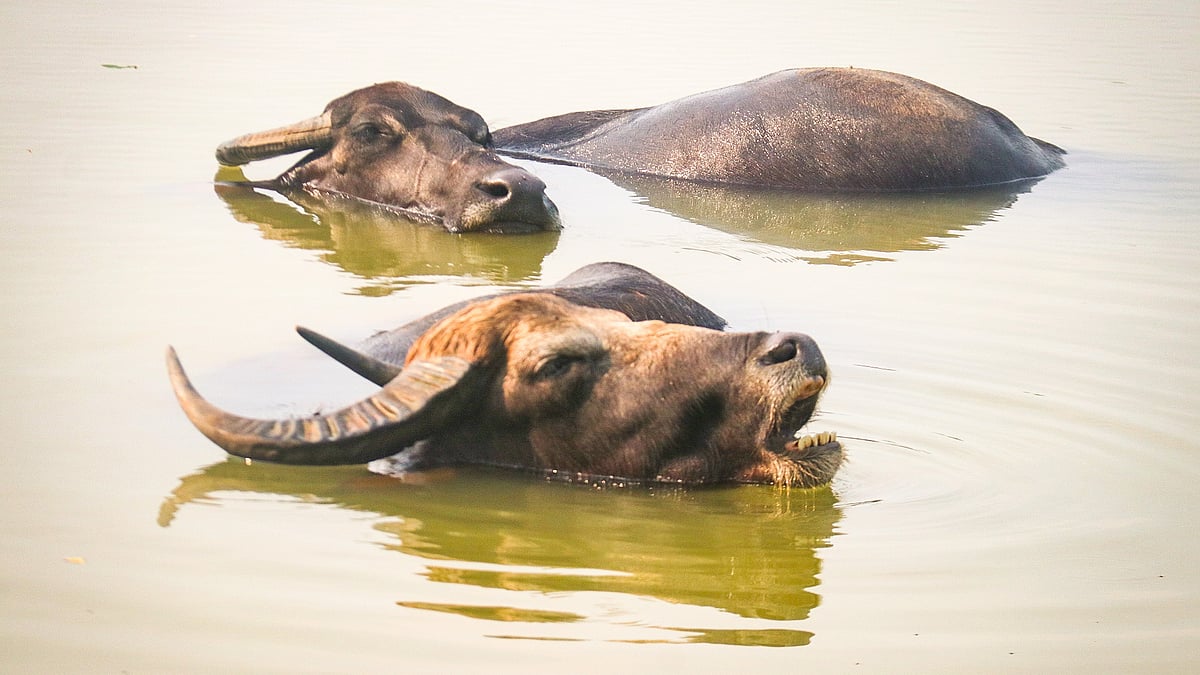 প্রতীকী ছবি
