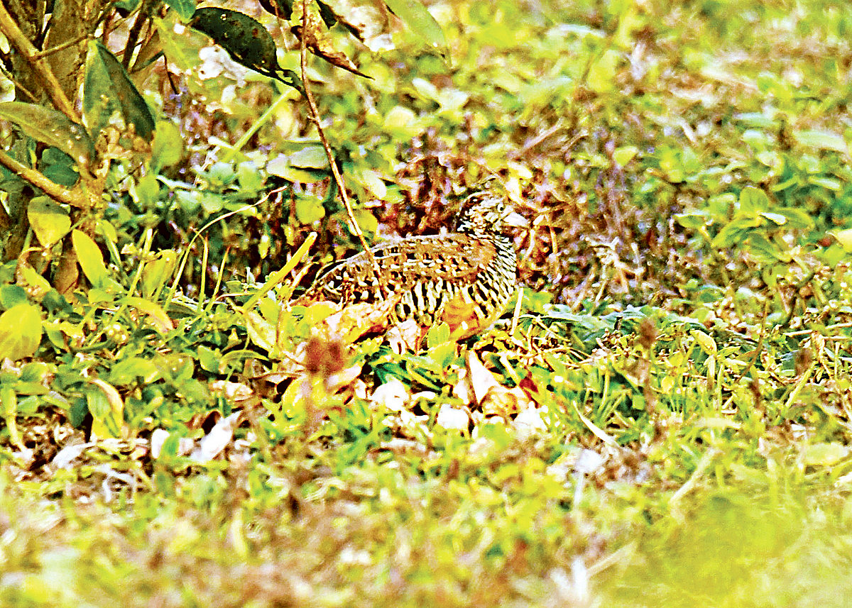   ছবি: লেখক