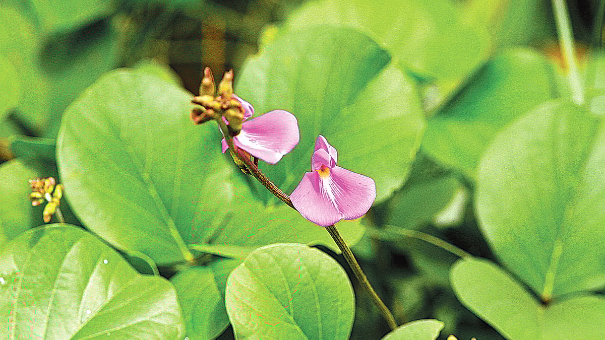   ছবি: লেখক