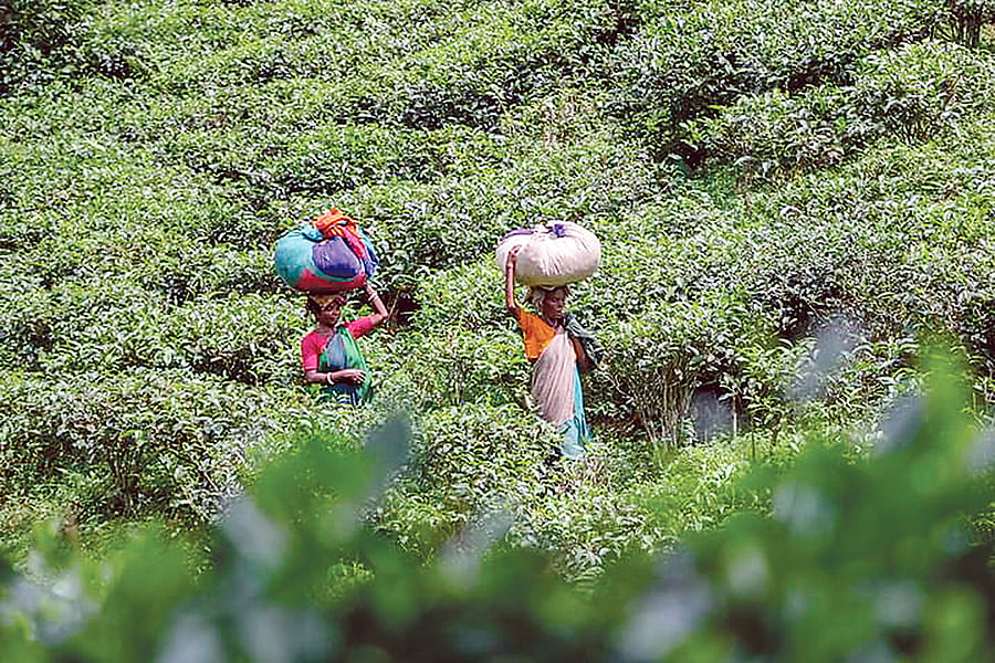 ছবি: প্রথম আলো