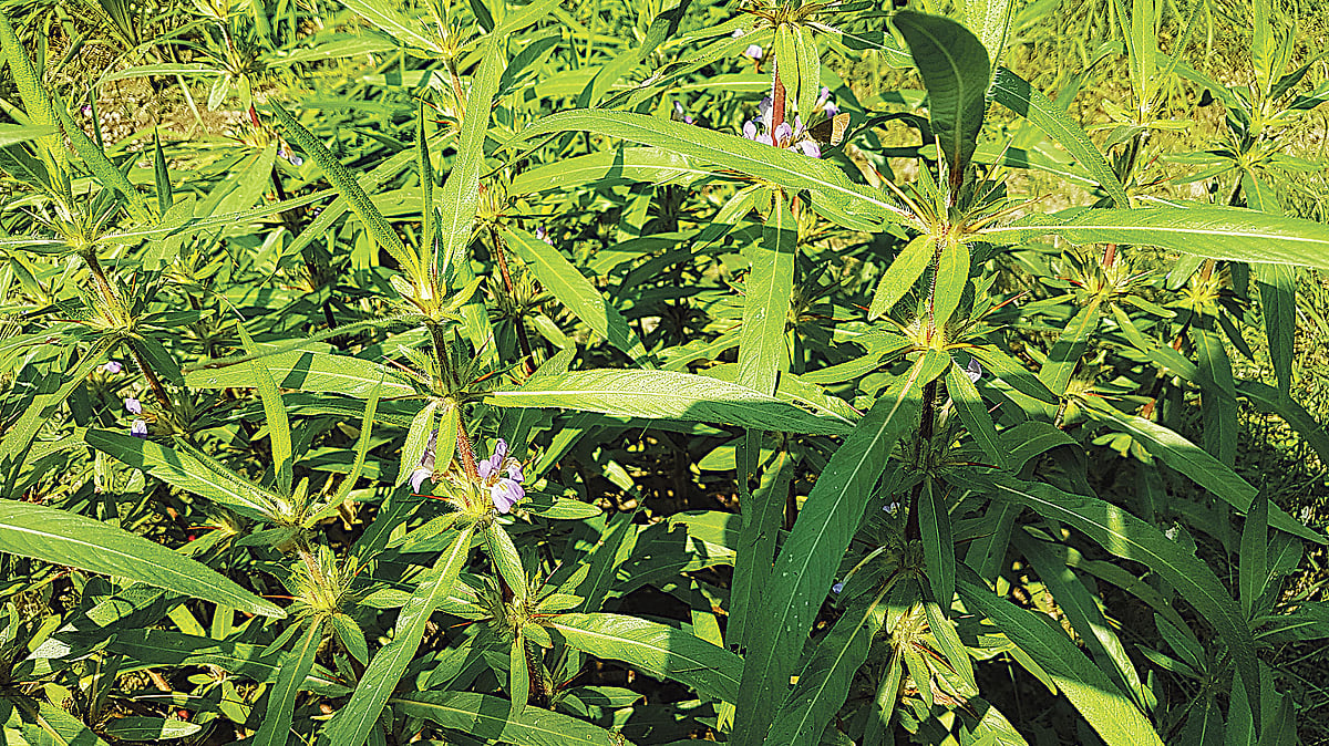 ছবি: লেখক