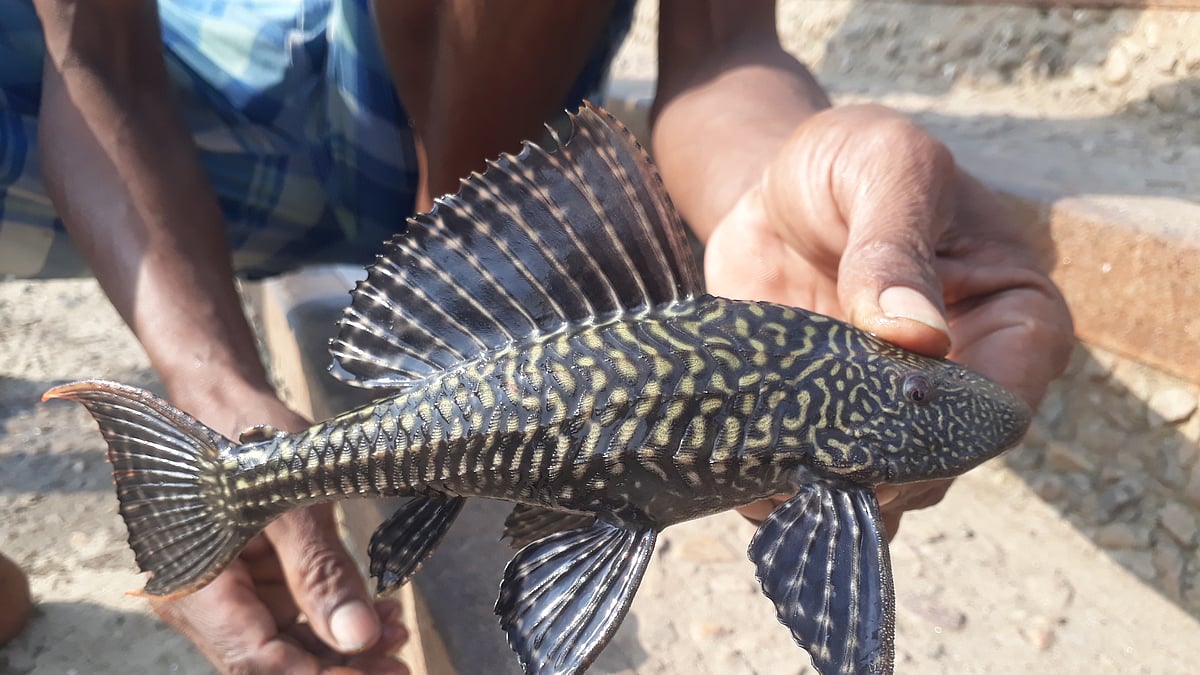  ছবি: আসাদুজ্জামান 