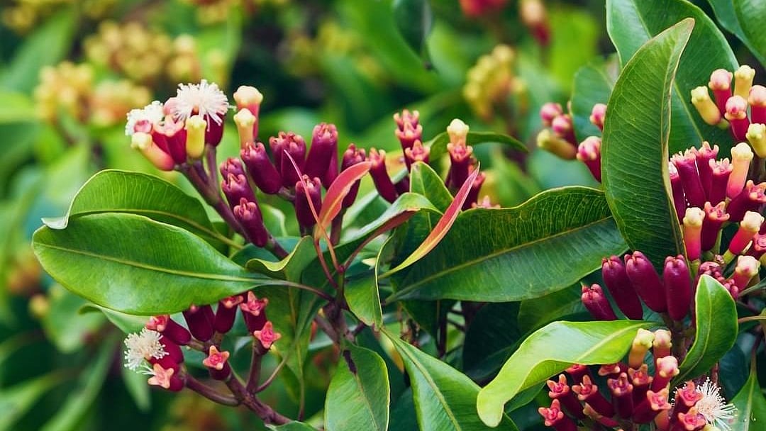 চিরসবুজ লবঙ্গগাছের ফুলের কুঁড়ি শুকিয়েই বানানো হয় লবঙ্গ বা লং