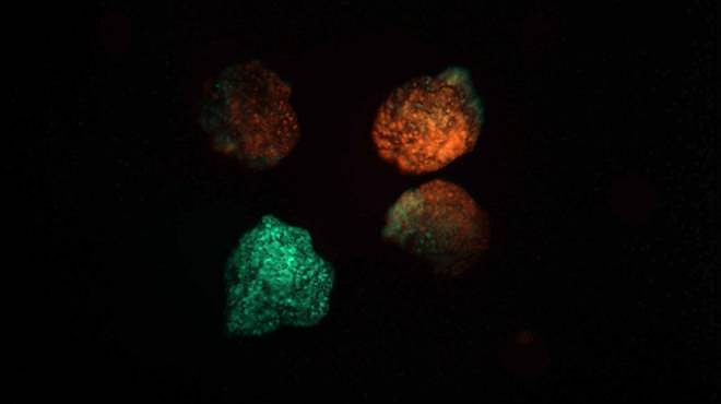 ছবি : টাফটস বিশ্বিবদ্যালয়ের সৌজন্যে