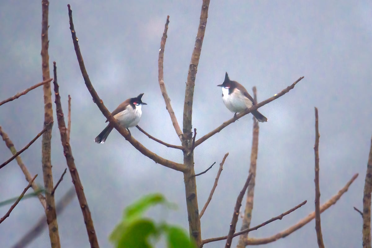 ছবি: হাসান মাহমুদ