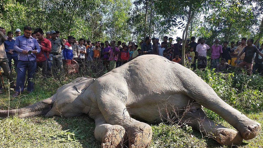 ফাইল ছবি