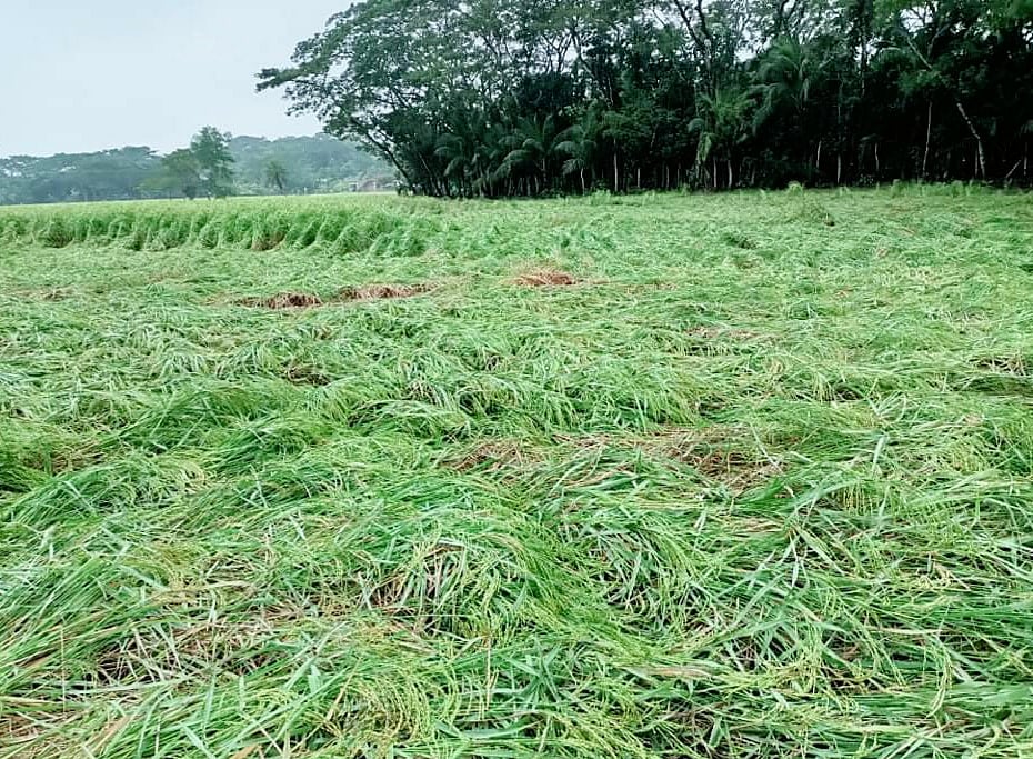 ছবি: প্রথম আলো