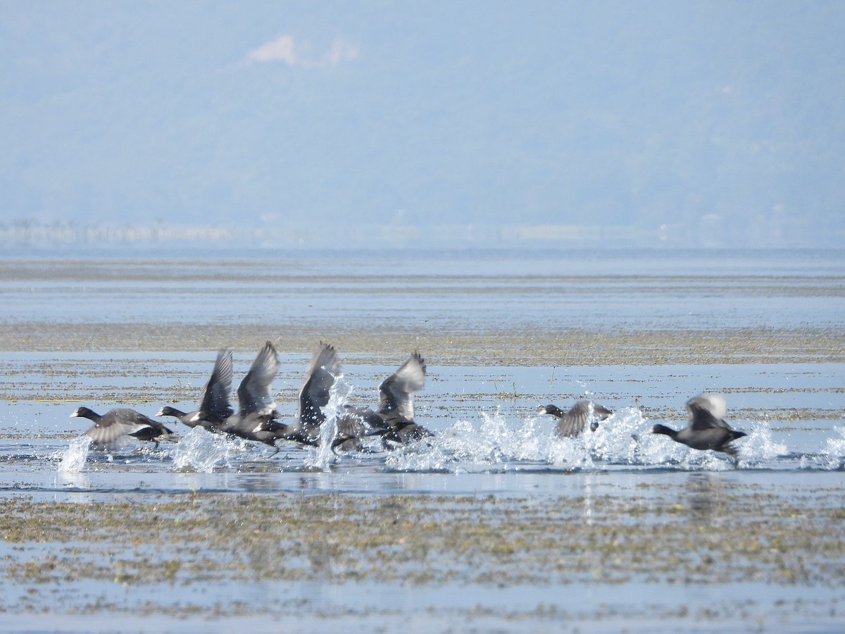 কালোকুটের দৌড় প্রতিযোগিতা!