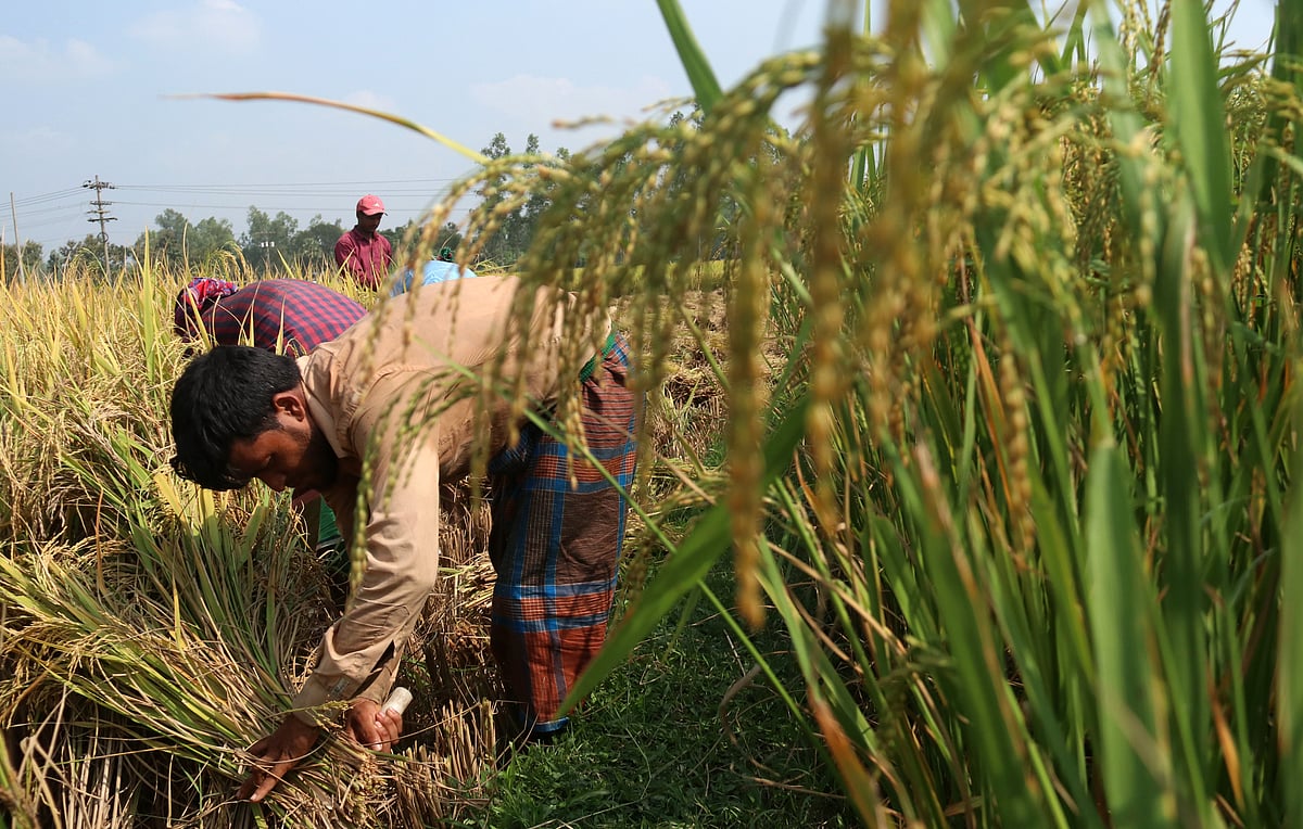 ধান কাটছেন একদল কৃষক