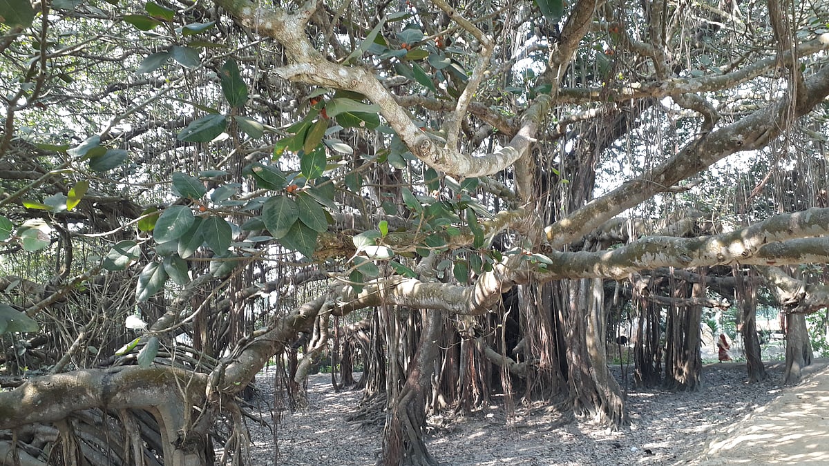 ছবি: প্রথম আলো