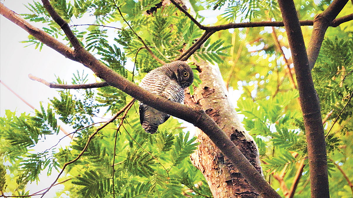  ছবি: লেখক