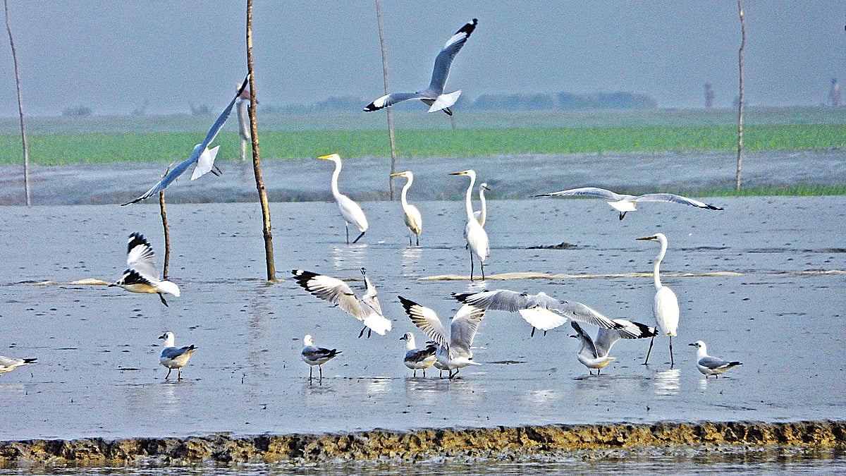 ছবি: রেজা খান