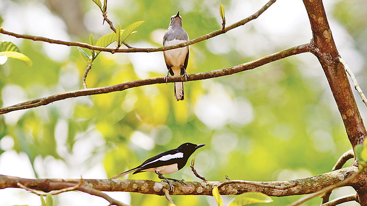 ছবি: লেখক