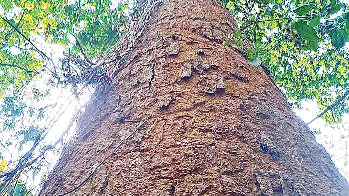 ছবি: মো. জসিম উদ্দিন