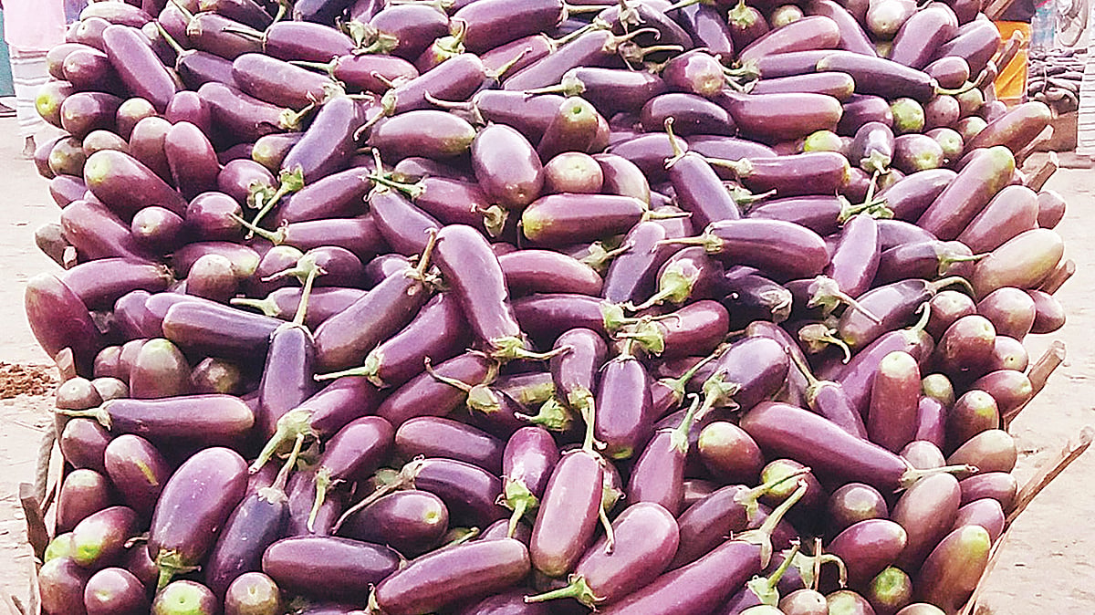 বোতল বেগুন