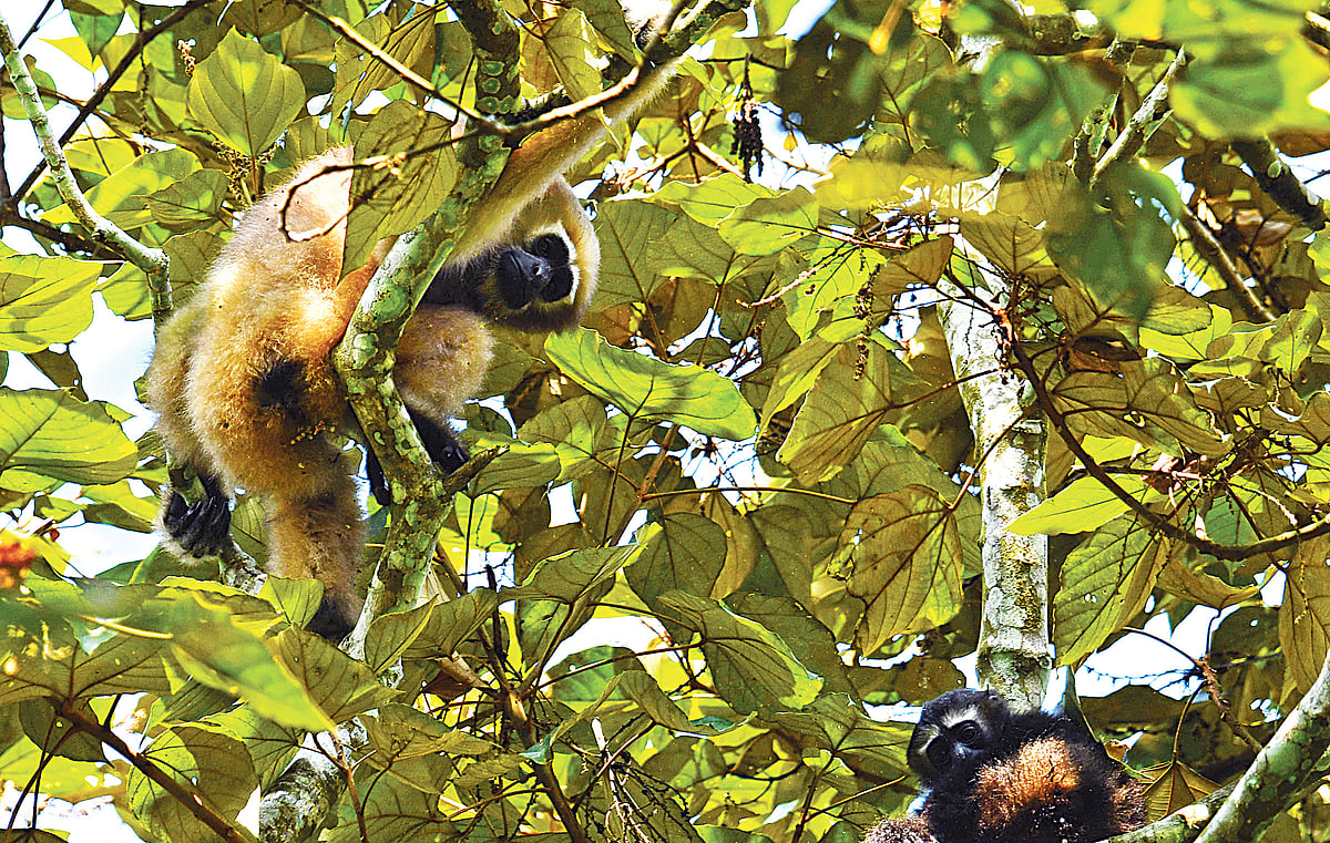 ছবি: লেখক 